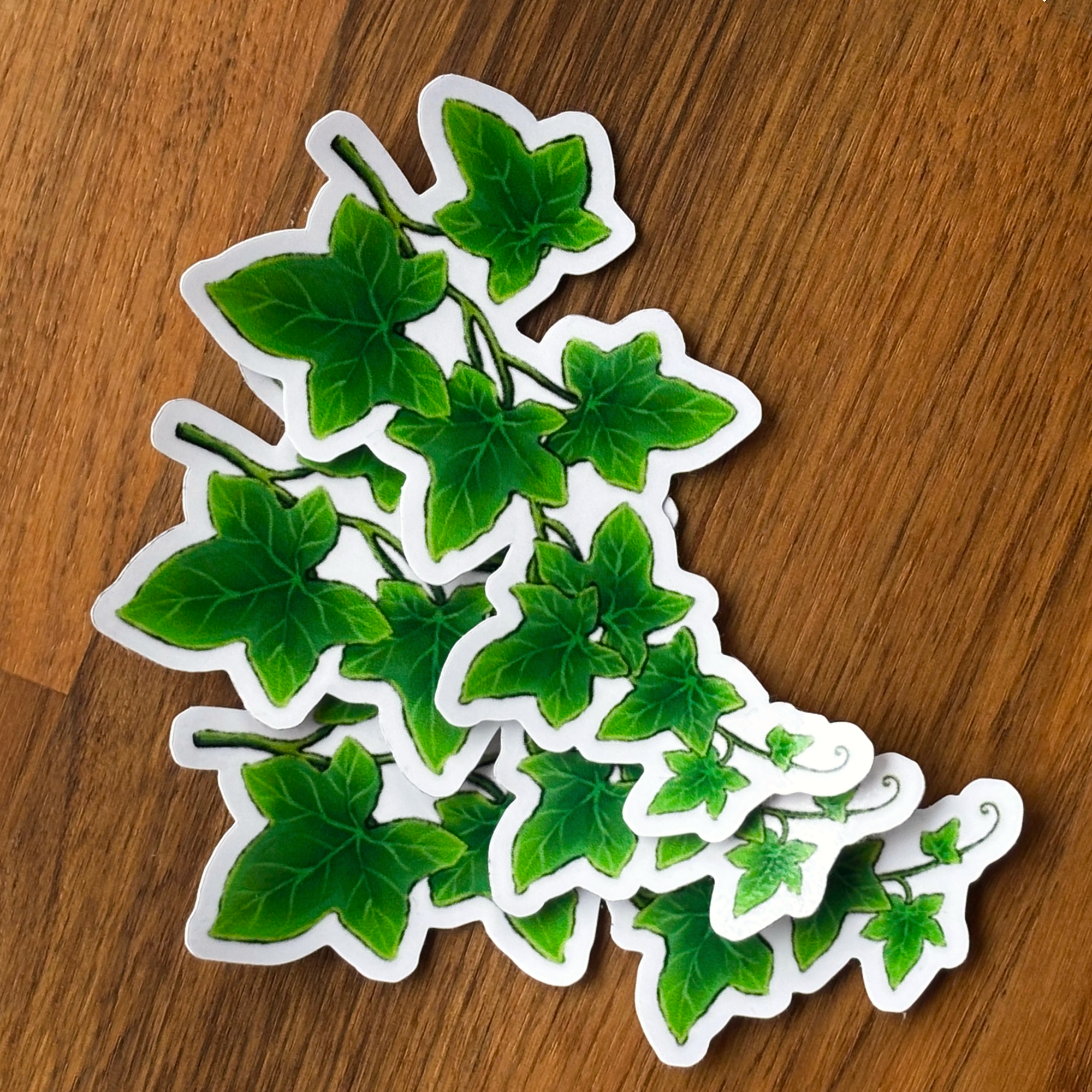 murgröna sticker - Bild 2